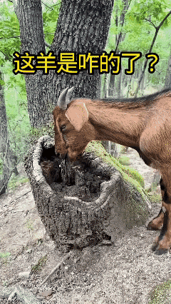 哪位大佬知道这个羊🐑在干嘛呀？🙏