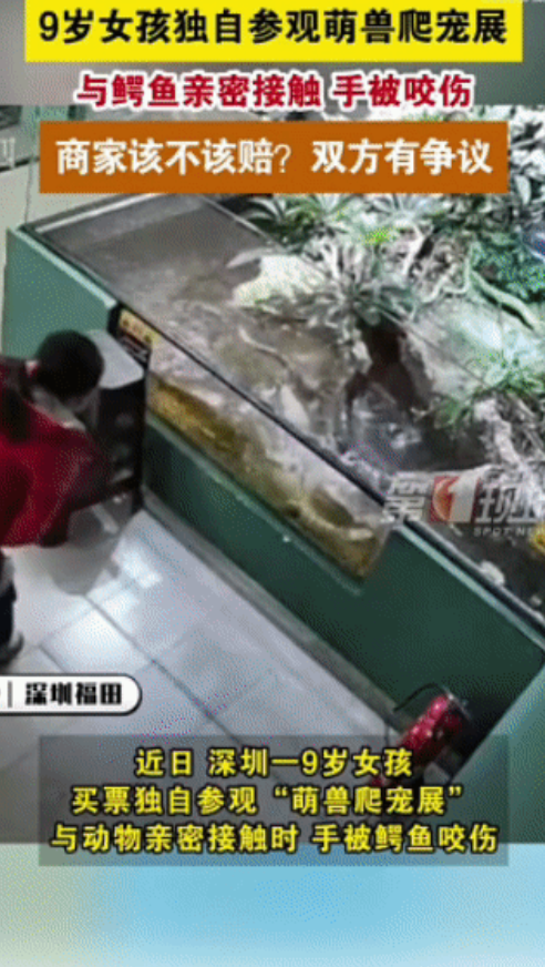 九岁女孩爬宠展被鳄咬，索赔起争议