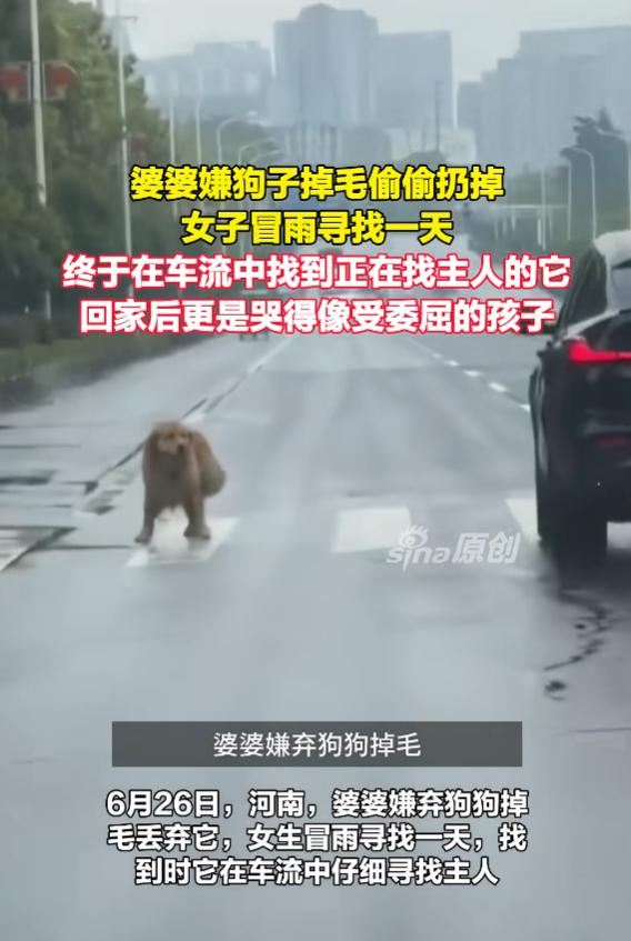 “看哭了！”6月26日，河南，一婆婆嫌弃女子养的狗掉毛，她悄悄把狗丢在大街上，女