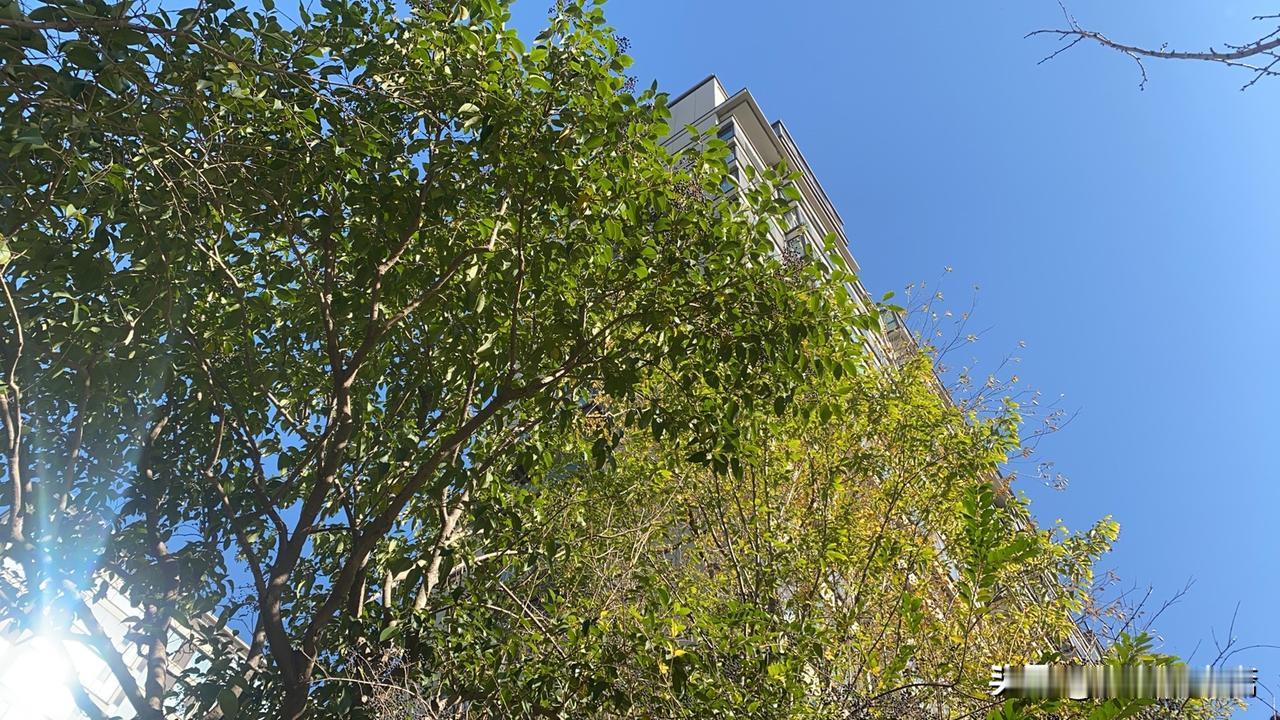 冬日生活打卡季阳光洒满树叶，城市与自然的和谐共存。