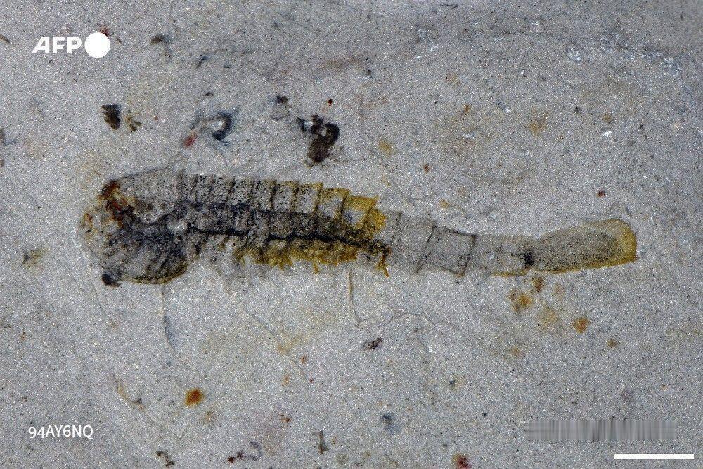 突发新闻——【中国考古新发现】科学家周三宣布，在中国一处小型采石场，发现近百种5