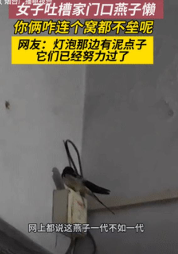 一代不如一代？辽宁，一女子看家中飞来两只小燕子，她高兴等着燕子来垒窝，不料两只燕