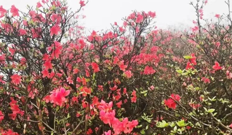 满山红！禾云天堂山杜鹃花开了！四月的风，吹醒了禾云天堂山的烂漫。300亩野生杜鹃