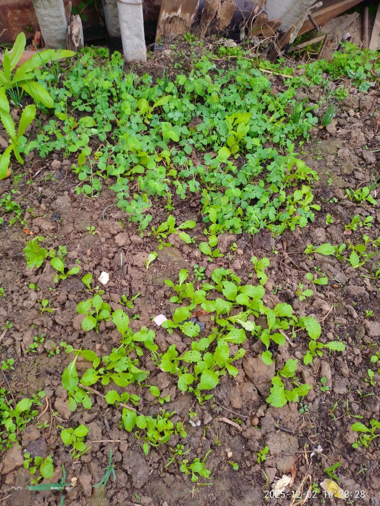 租房子这里，后面是一片菜地，这边上，有一小块空地，以前都是杂草，前段时间，出现疫