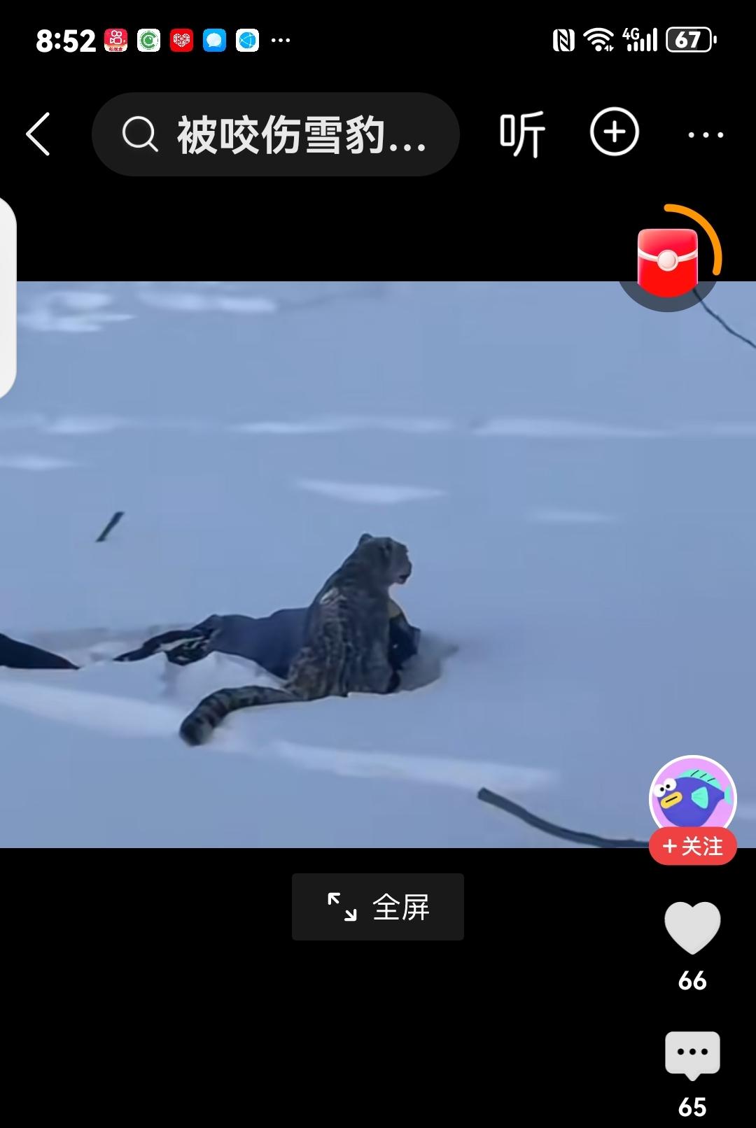 紫衣女游客为拍“完美照片”近距离凑雪豹，结果被扑咬，脸上血痕看着真揪心。这事