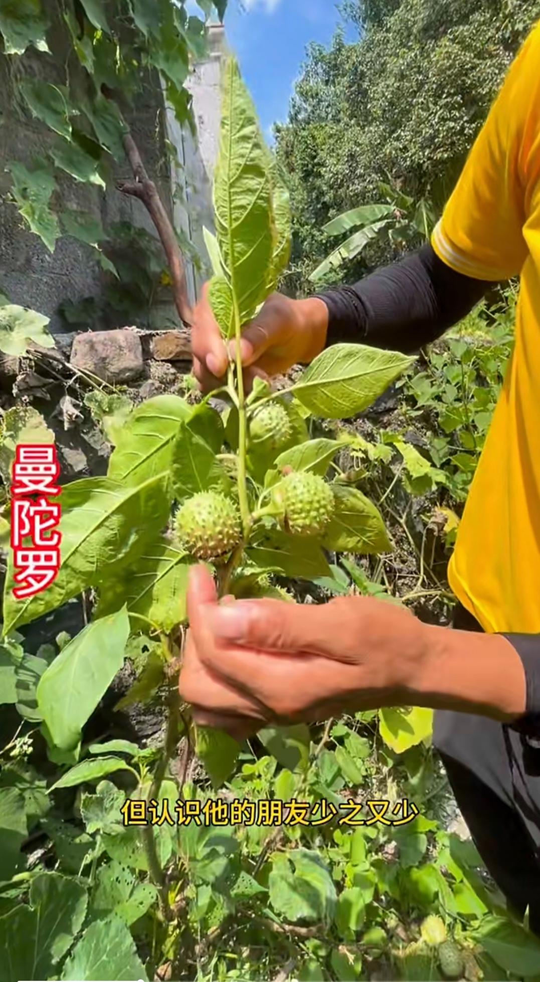 大家见过下面这种植物吗？其实它在农村有些地方是比较常见的。这种植物的名字叫“
