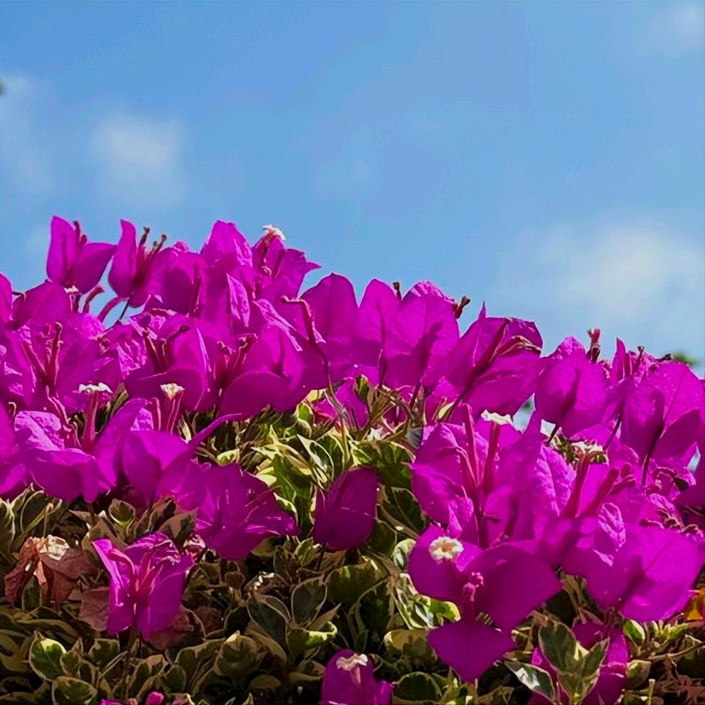 12月25日中央政治局会议传递出3个重要信号 一是全面从严治党，要采取更高标