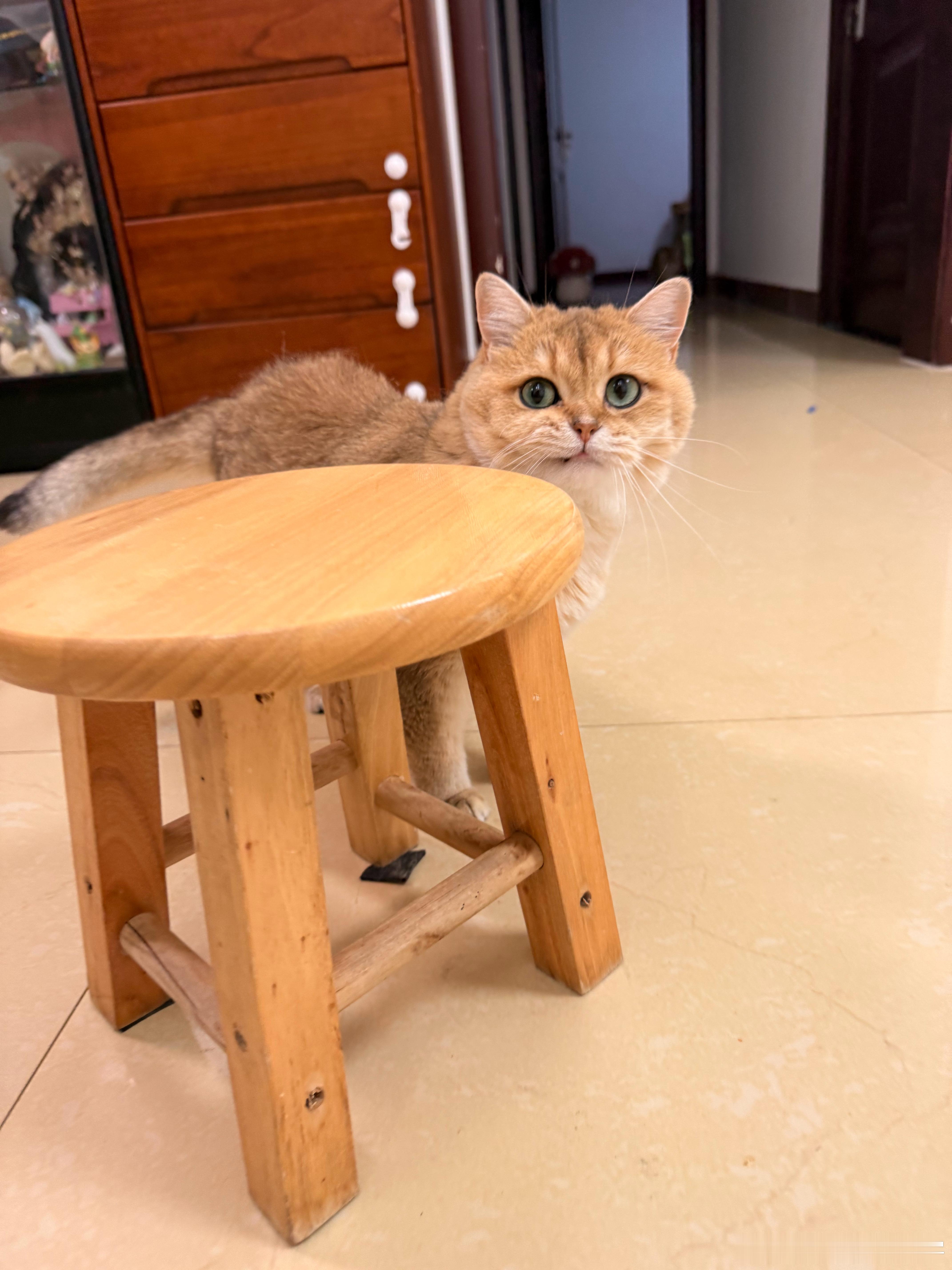 卖萌桃[鼓掌]萌宠猫咪​​​