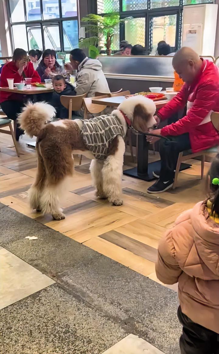 我发现了，狗进餐厅这事，除了狗以外，当时餐厅里的所有人都有责任。大家看看，这么