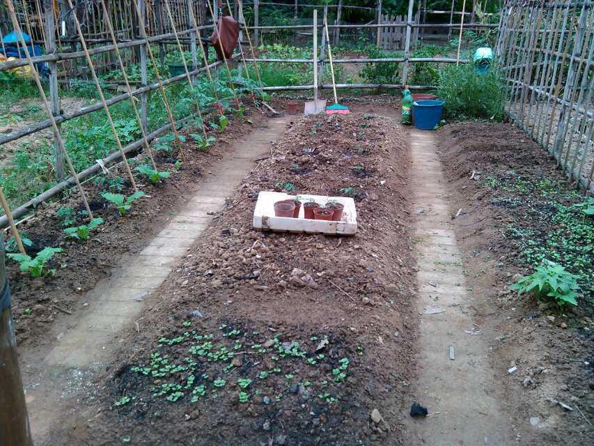 让你们看看十几年前我在广州家里，小区农庄租的菜园子，正是这个菜园子治愈了我的内心