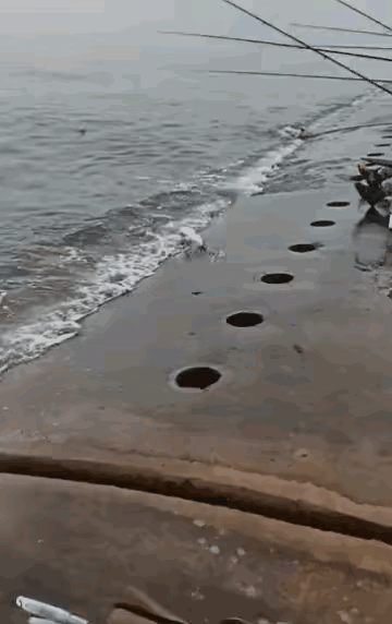 鱼:太瞧不起鱼了，送上门都不要。