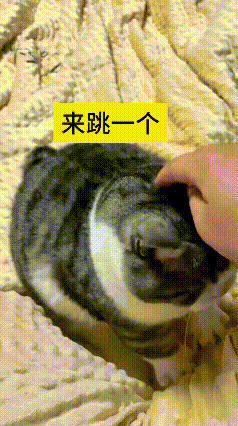 看到这个视频，我笑啦！主人逗自家小猫咪，拍着它脑袋喊来跳一个。这小家伙可懂事嘞，