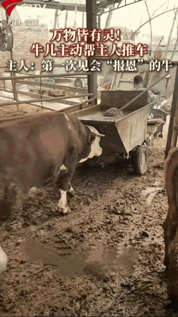 “太有灵性了！”安徽，一对夫妻的养殖场里有六七百头牛，但有一头牛很特殊，每次看见