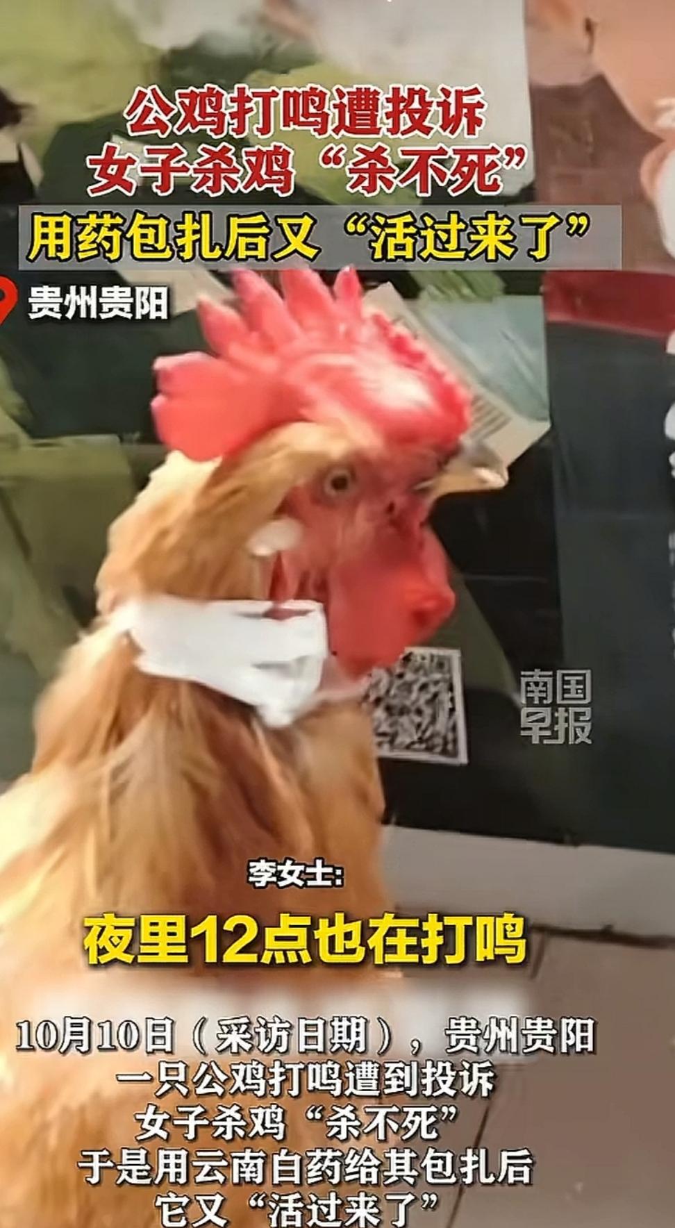 史上最难杀的鸡坚强，因为命太硬，竟然奇迹般活过来了。[呲牙笑]都说大难不死