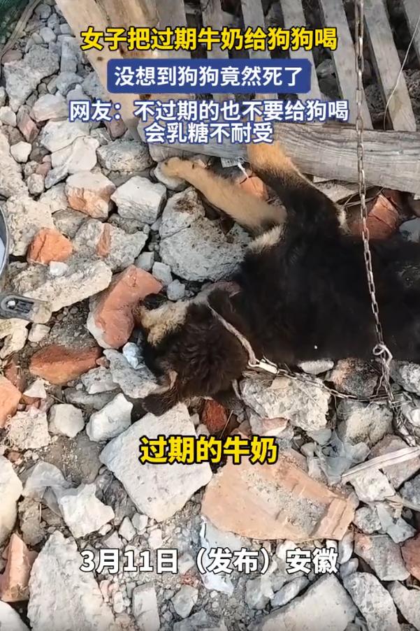 安徽，一女子看家里的牛奶过期了，可扔了又觉得舍不得，就直接喂给家里的狗狗喝，没想