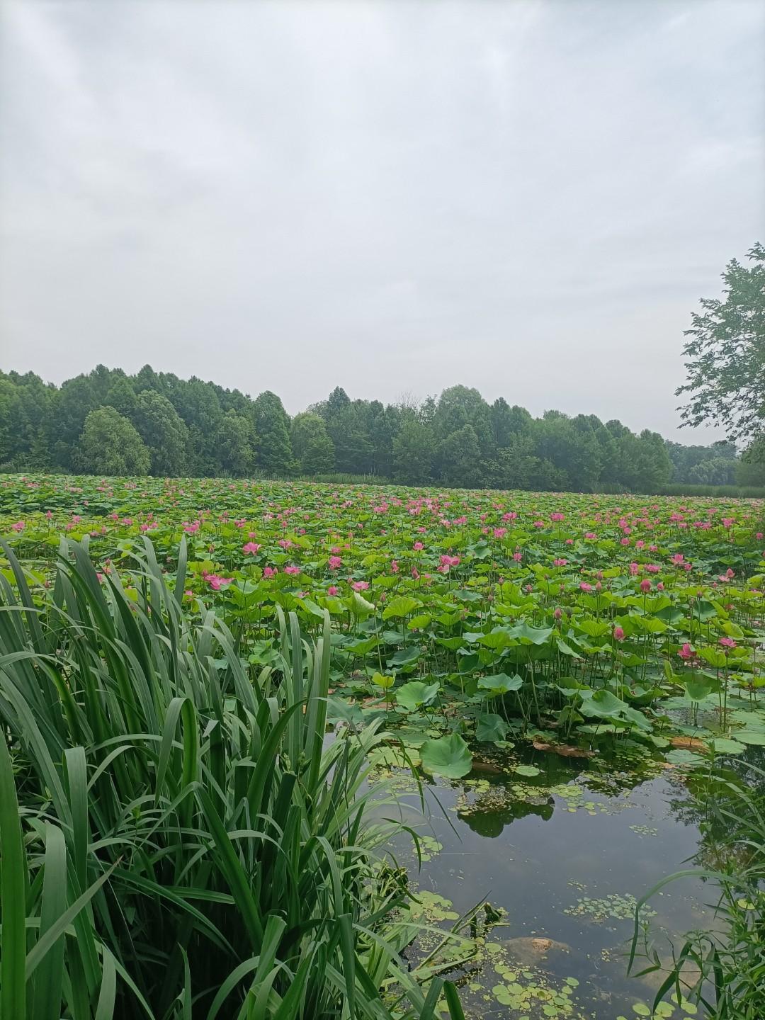 大哥虽然多子多孙，但架不住做弟弟的能杀五胡十六国时期，北燕出了位明君冯跋，