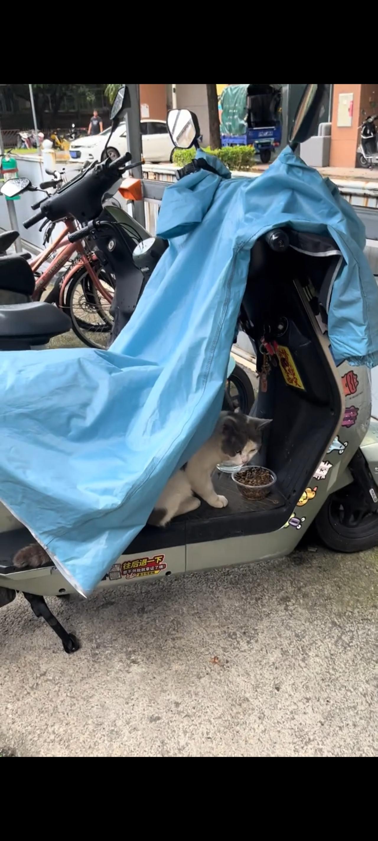 面前这只流浪猫实在太可怜了！不仅被自己的主人抛弃在了喧嚣的大街上，现在的她甚至连