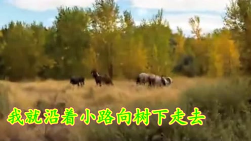 俄罗斯原唱:在a原唱的外贝加尔民歌(俄语视频)_愚人节的草原图片