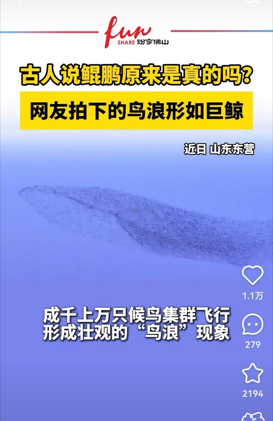 网友拍到“群鸟聚飞，形如天上巨鲸”。可能古人看到的【鲲鹏】，就是聚飞的鸟。这是对