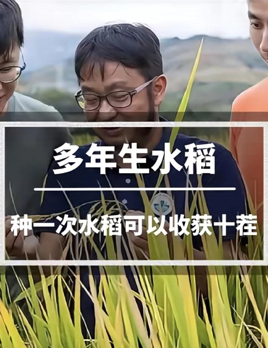多年生水稻：开启水稻种植新时代，还真是历史创举你能想象水稻也能像韭菜一样，种一