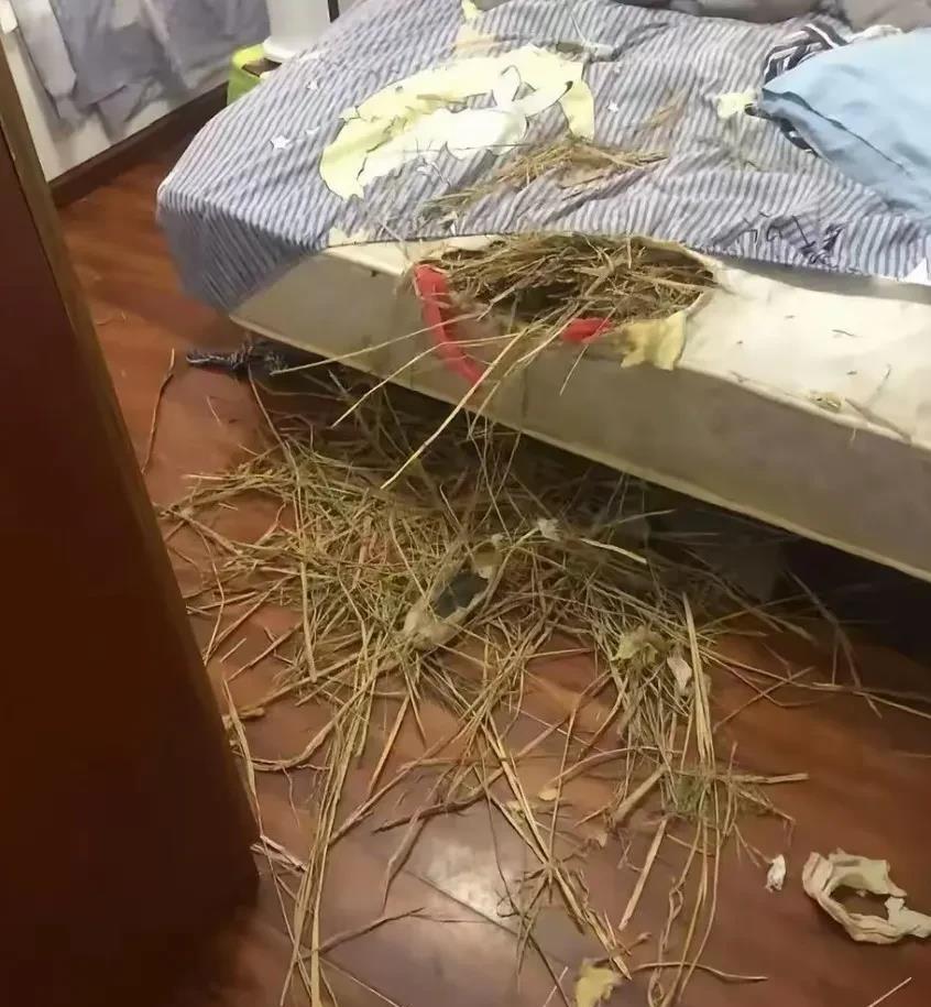 我家狗干的，要不要打它？