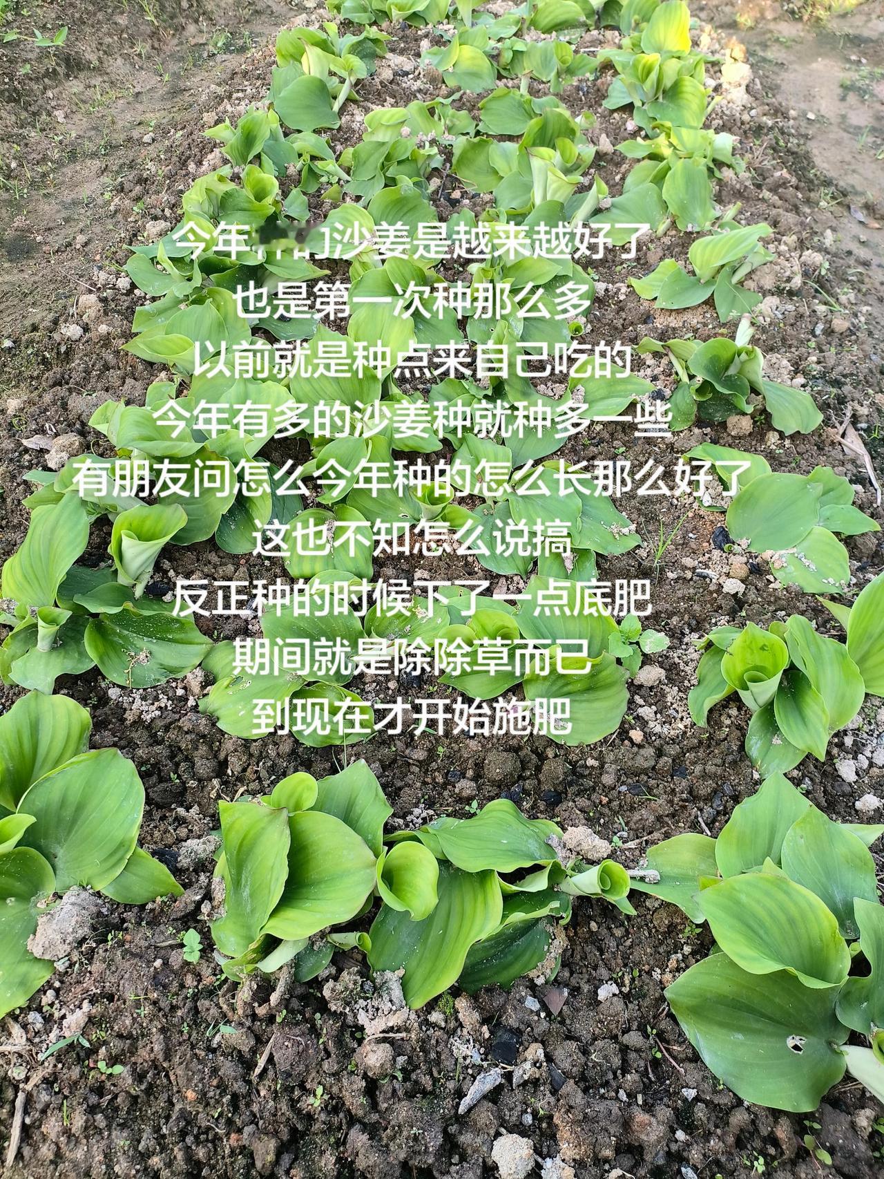 今年种的沙姜是越来越好了也是第一次种那么多以前就是种点来自己吃的今年有多的