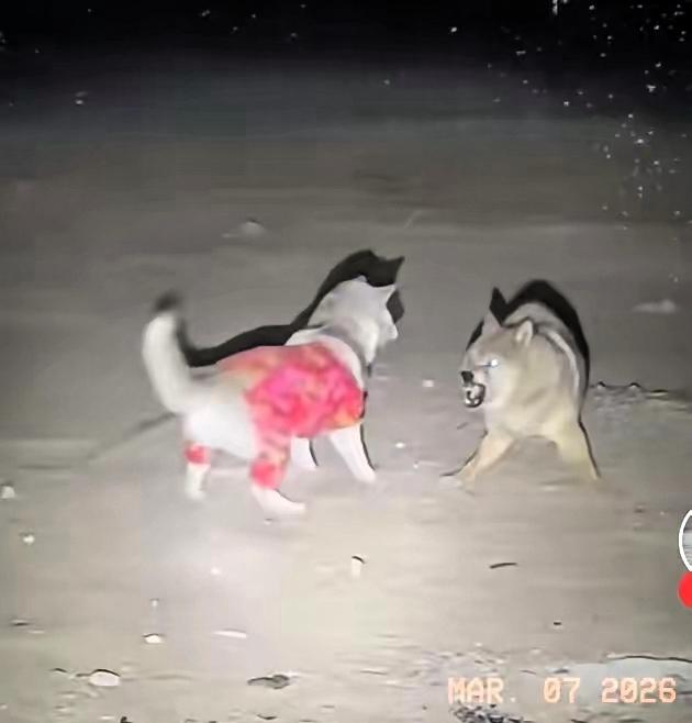 白天一名女子在野外的无人区搭帐篷露营，当夜幕降临的时候，女子为了安全起见，她将随