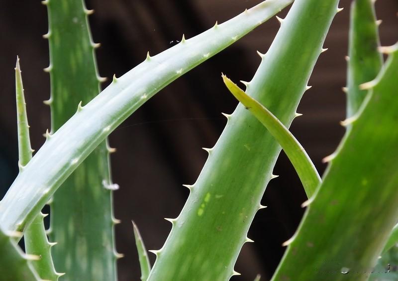 万能生活指南芦荟真是生活里的宝藏植物！我家里就养了盆芦荟，它特别好养活，十天半