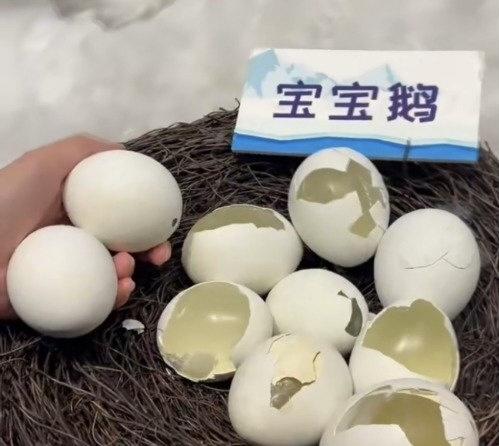 最近大连出了件让人又气又心疼的事儿——有网友爆料，金石滩生命奥秘博物馆里的10枚