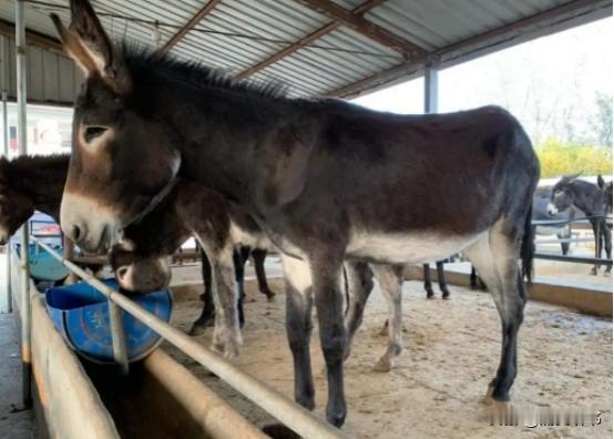 驴怎么越来越少了？1992年，中国有1100万头驴；2024年，只剩下146万，