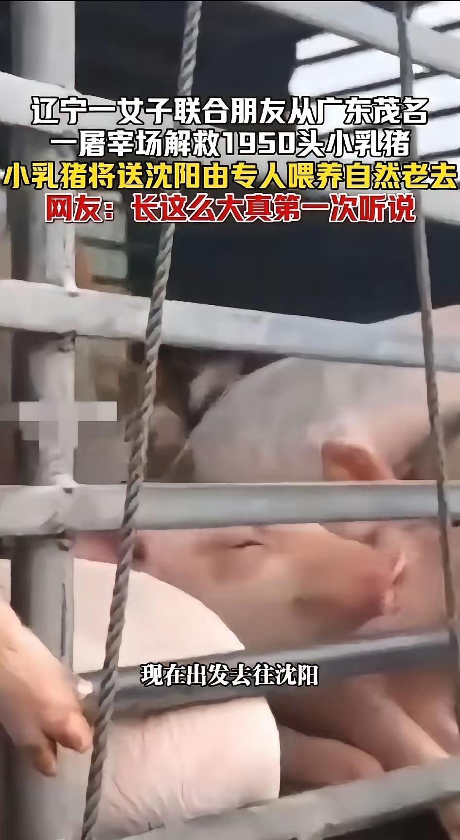 [吃瓜]辽宁“小仙女”组织七八个“网友”，花几十万“千里救猪”的事，仔细一看