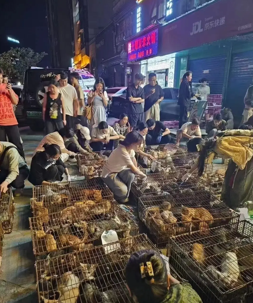 好揪心啊！一辆挂四川泸州牌照的货车，拉着34笼、足足500只猫被拦下了，听说这
