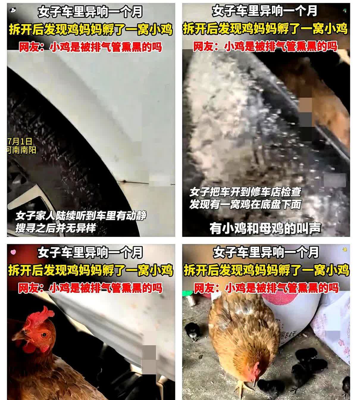 电视剧里都没有的情节！河南南阳一女子的车里近一个月内经常有异响，家人翻遍