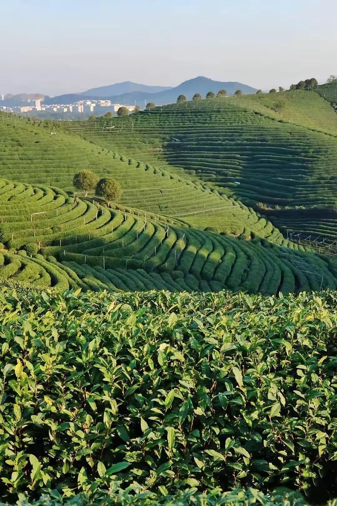 以前，父母很忙，孩子，基本是放养现在，父母很用心，孩子，基本上是圈养。以