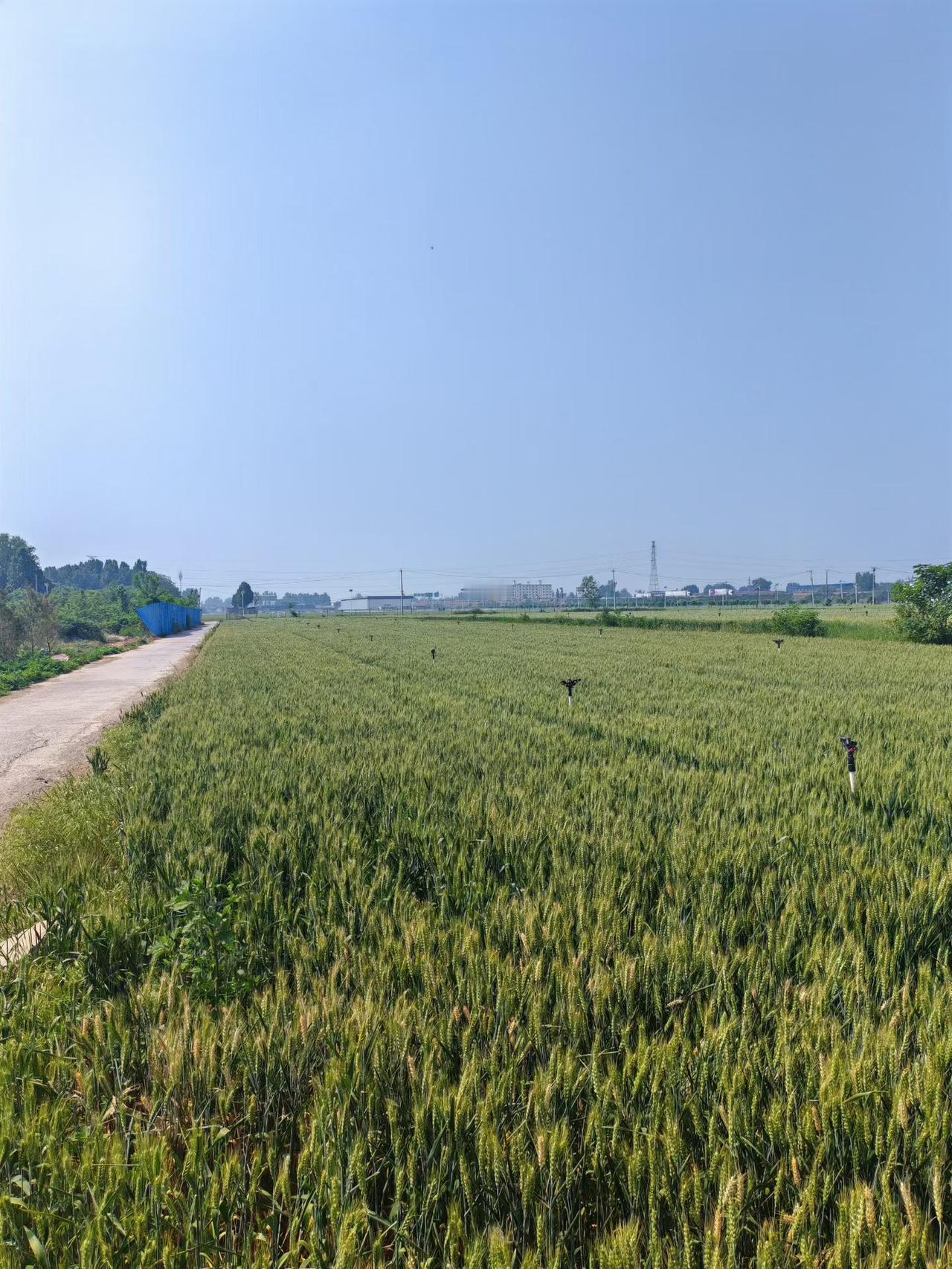 回乡。再过一个来月，麦子就该收割了。（韩联社）老家麦子田老家小麦地麦子地