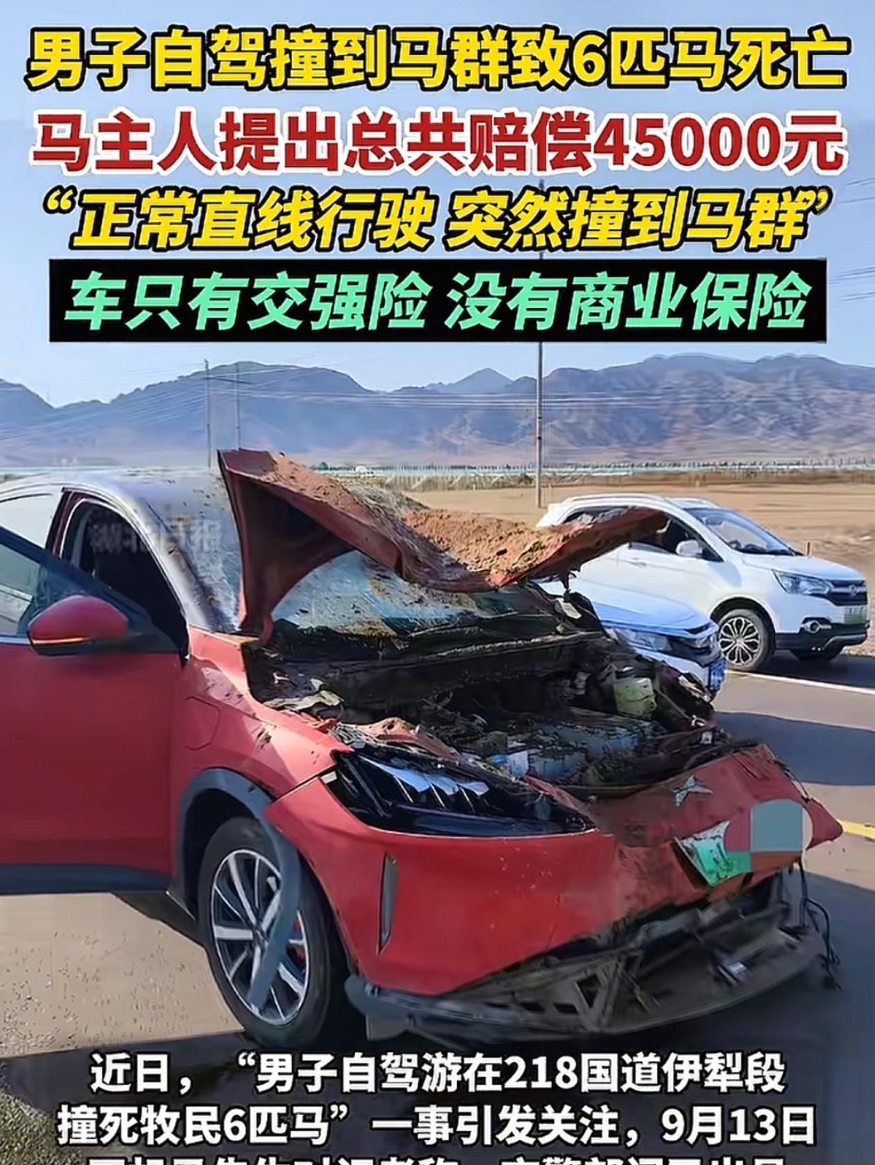 这得多蠢呐！男子自驾旅游，又不买商业险，还开启智驾模式，这下好了，在伊犁撞死了牧