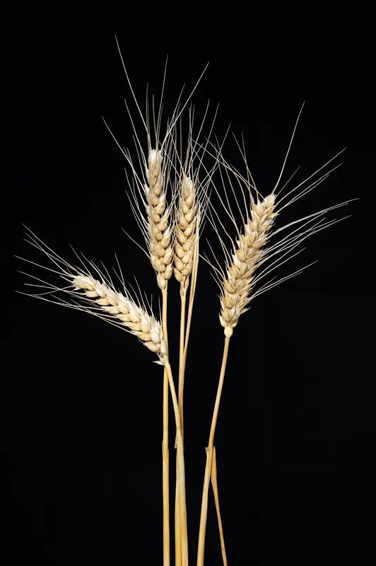 大米和小麦谁更有营养，这还真不好说。大米碳水化合物高，每100克约含77.4克，