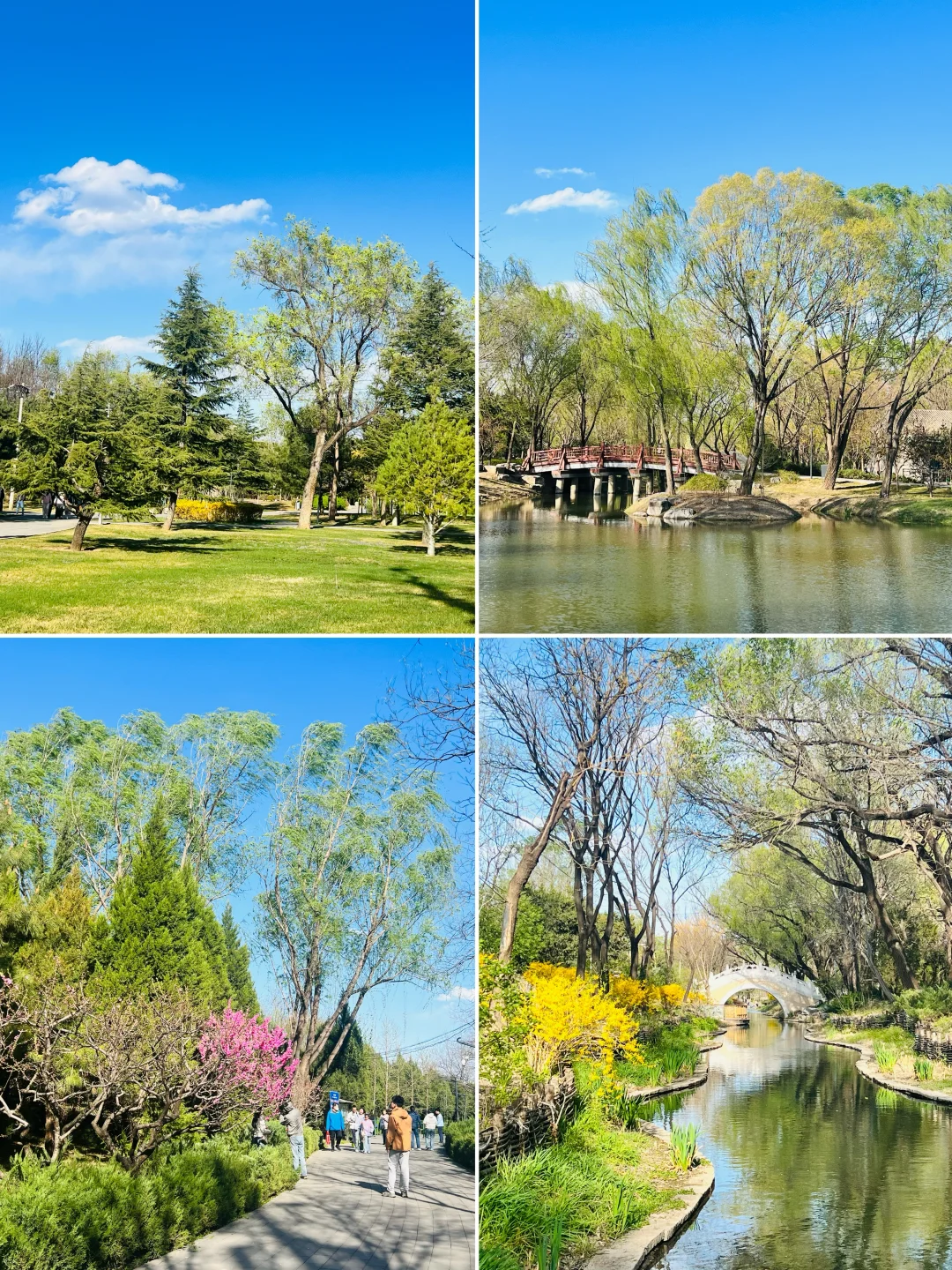北坞公园🌿北京春天的治愈能量场