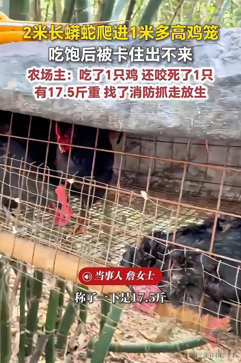 太可怕了！福建，一女子在上山搞养殖，早上来喂鸡时，一到地方就发现地上躺着一只鸡，