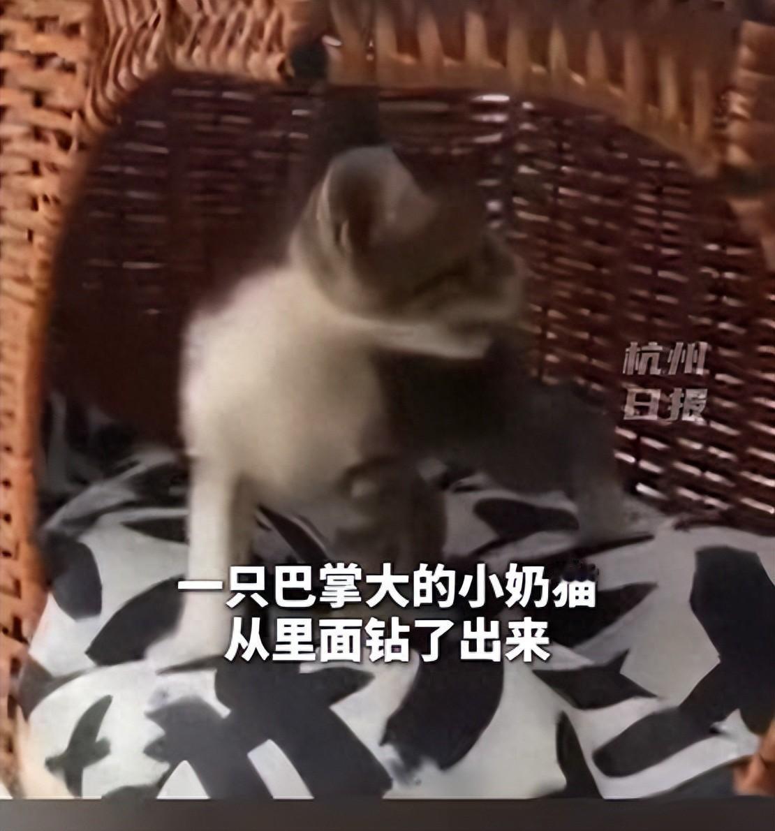 浙江女子网购猫窝，拆快递瞬间一只活猫从密封箱中爬出，瘦得肋骨清晰可数。商家笑称"