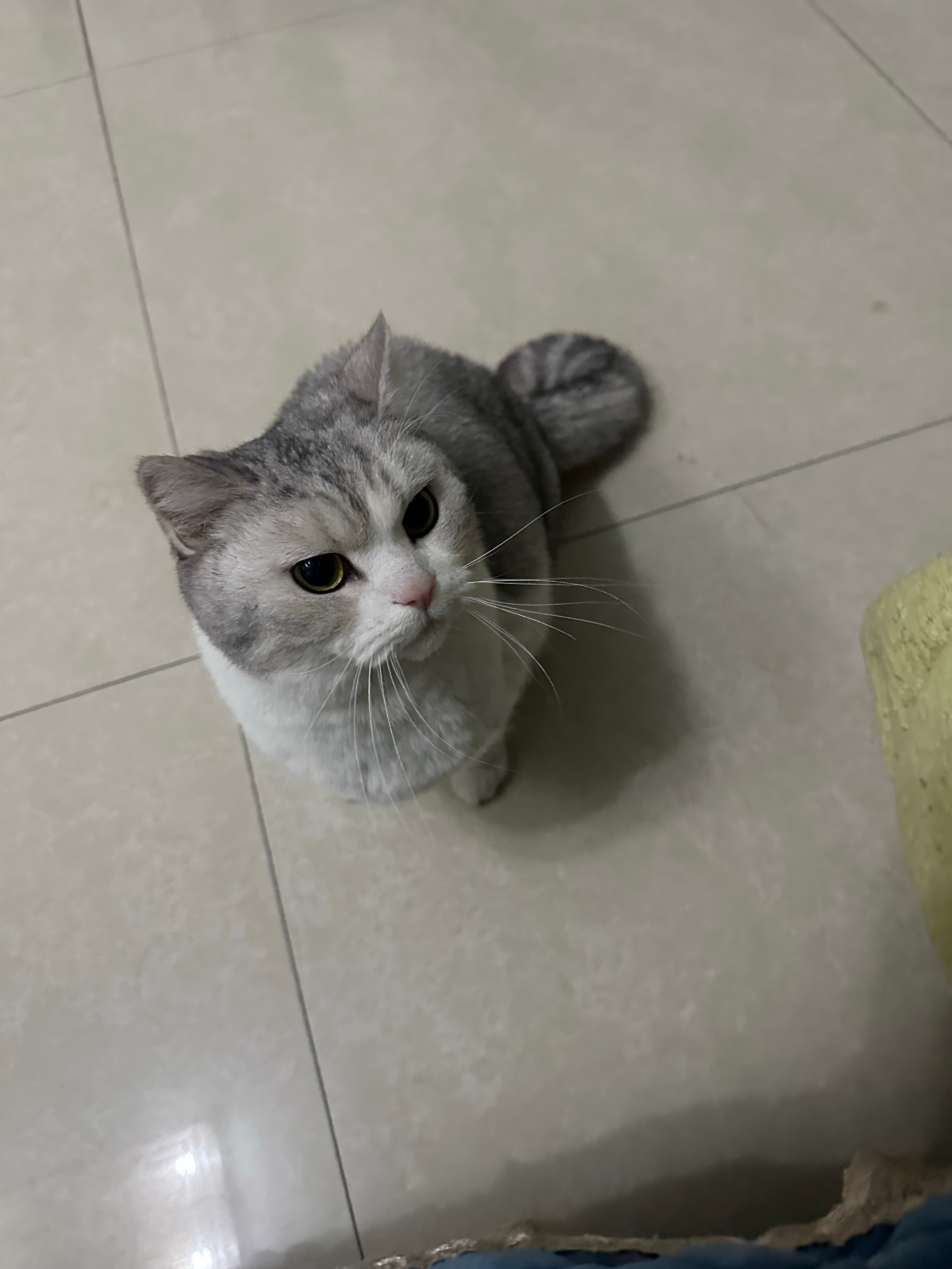 这宠物猫🐱，虽然很可爱，我也不晓得叫啥名字，但是我真不知道怎么去养你，孩子同学