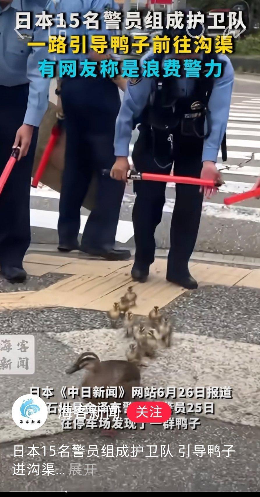 为了一群小鸭子安危，十五名日本警员成立护卫队引导鸭子们进入水渠咱们回头再看看掉进