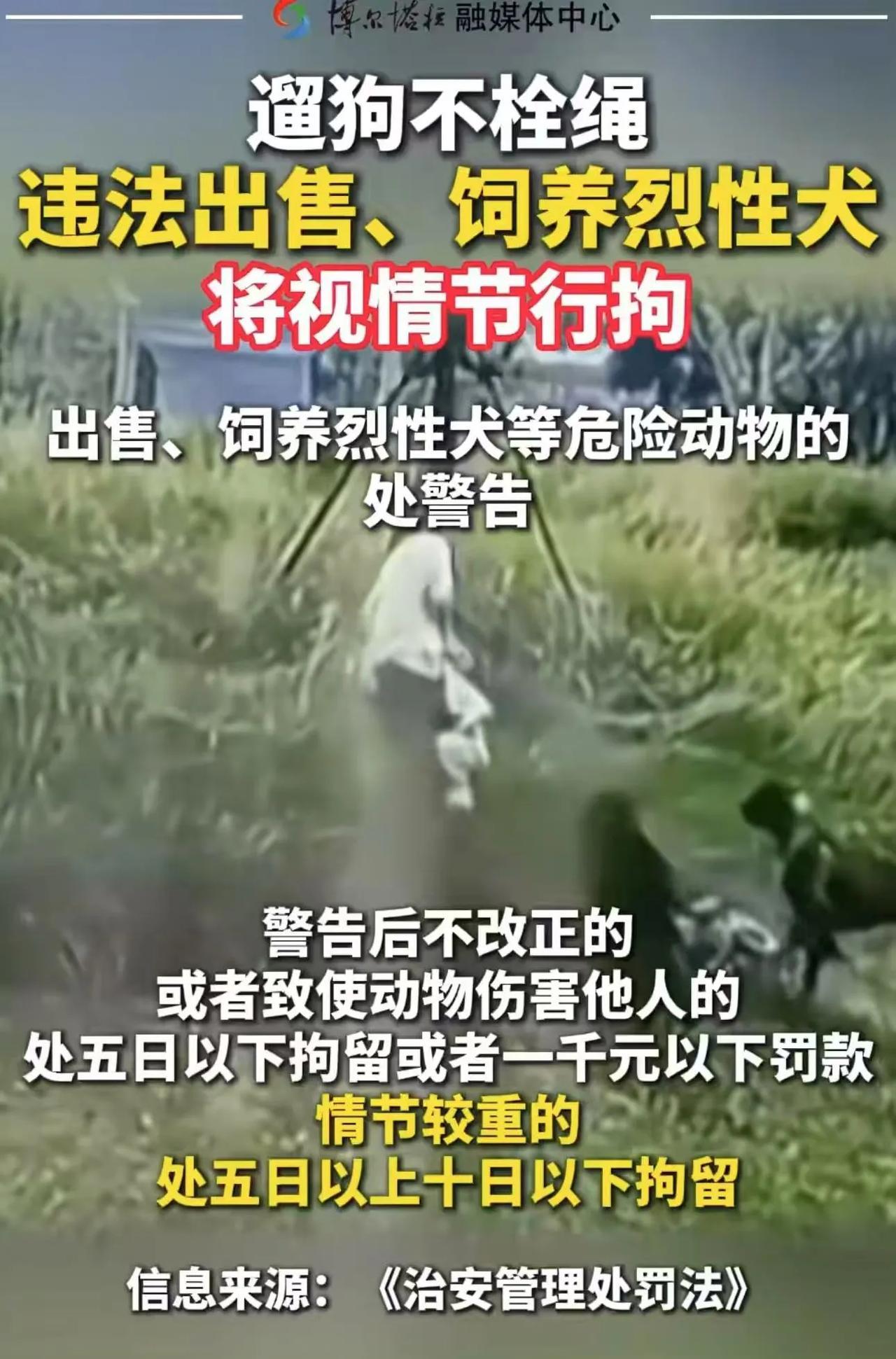 养狗的天要塌了！新规规定：遛狗不拴绳，导致狗咬人的，狗主人掏医药费不说，还要被拘