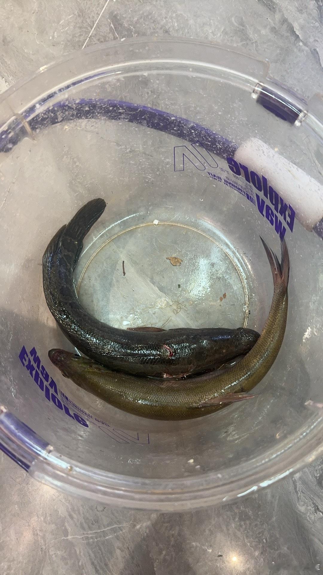 吃个漂亮饭一条翘嘴+一条黑鱼再配点小烧烤简直完美​​​