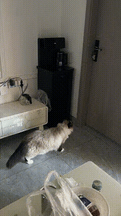 男孩和猫咪朝夕相处关系好的不得了，男孩学习的时候，猫咪总是乖乖的趴在一旁，从来不