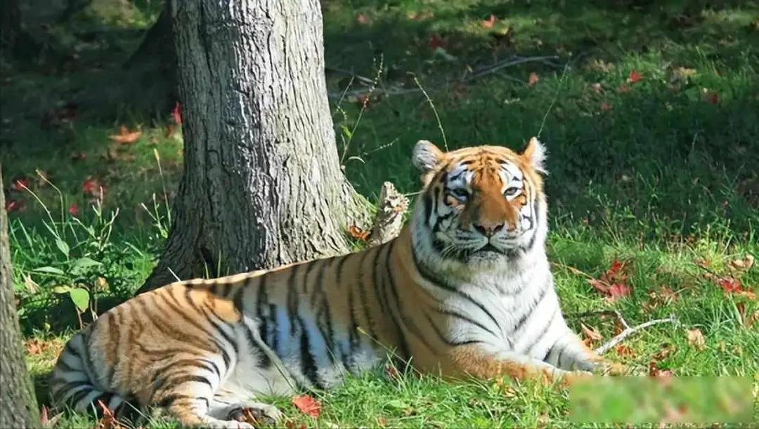 16年，母亲虎口救女被咬身亡，女儿至今未得到父亲原谅：能怪谁呢这是一则发生在北