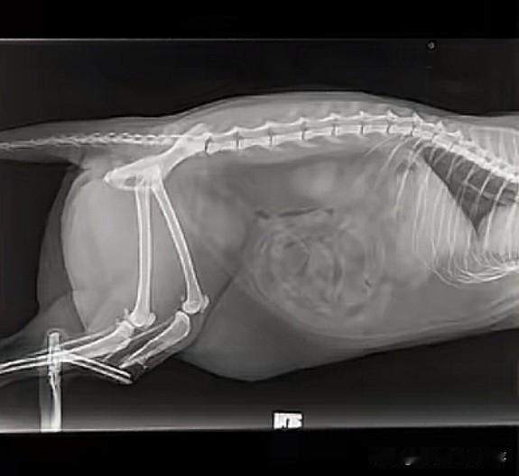 留学生小猫摔断腿，英国宠物医院一张账单甩过来——一万多英镑，折合人民币将近10万