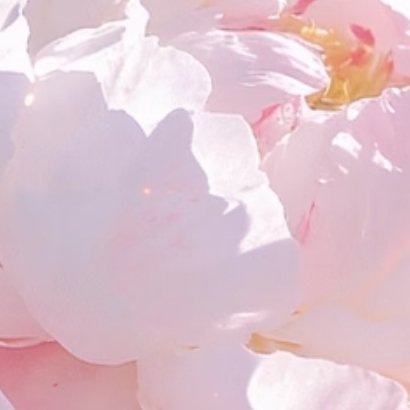 0000芍药种植方法：土壤要求：芍药喜疏松肥沃的微酸性至中性土壤（pH6.5-