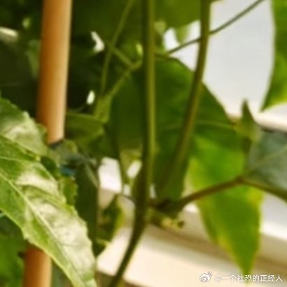 种植微公益🍈百香果爆盆攻略！手残党也能种出甜蜜小宝子们！谁能拒绝自家阳台挂满金