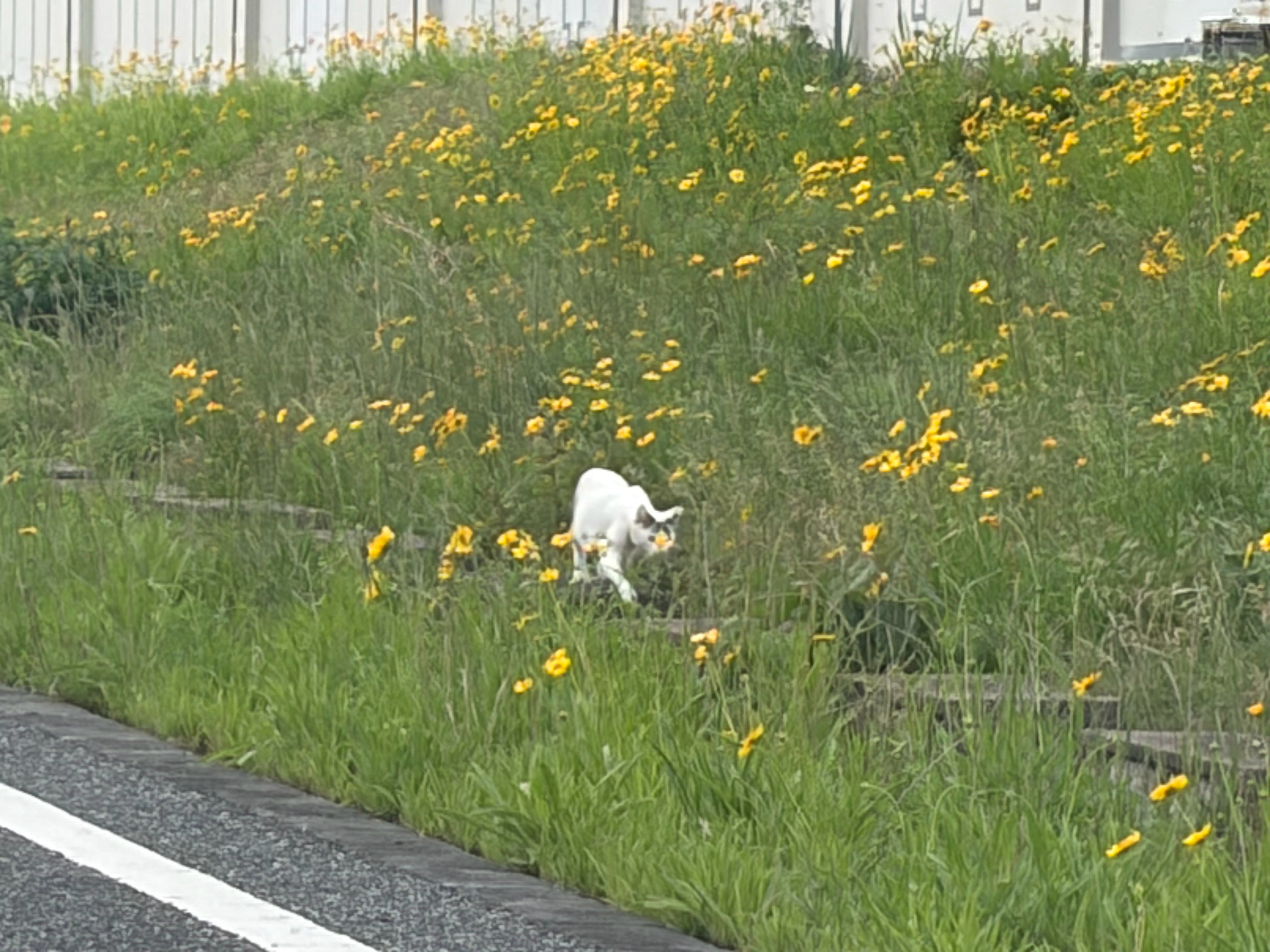 好清秀的小猫一路朝我车走来我故意按很大声喇叭把它吓跑只有这样它以后才会怕汽车才能